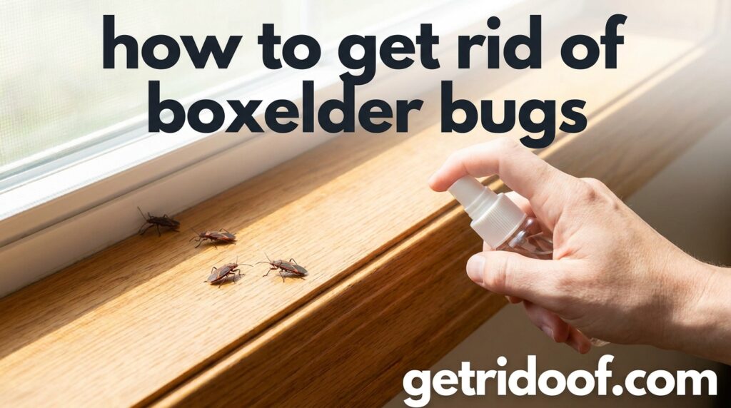 How to Get Rid of Boxelder Bugs Outside: Yard and Landscape Tips