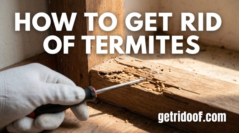 How to Get Rid of Termites